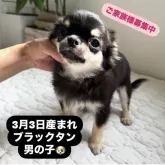 チワワ(ロング)