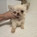 チワワ(ロング)【東京都・男の子・2025年8月25日・クリーム】の写真6