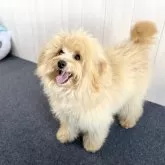 ポメプー(ポメラニアン×トイプードル)【千葉県・男の子・2024年10月15日・クリーム】の写真10