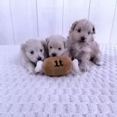 ポメプー(ポメラニアン×トイプードル)【千葉県・男の子・2025年3月28日・クリーム】の写真11