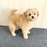 ポメプー(ポメラニアン×トイプードル)【千葉県・男の子・2024年10月15日・クリーム】の写真15