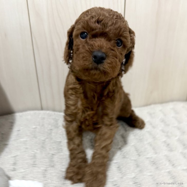 ブリーダー画像