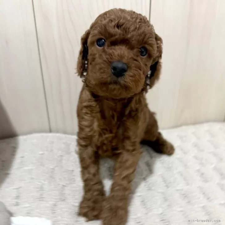 トイプードル(トイ)【千葉県・男の子・2025年10月24日・レッド】の写真1