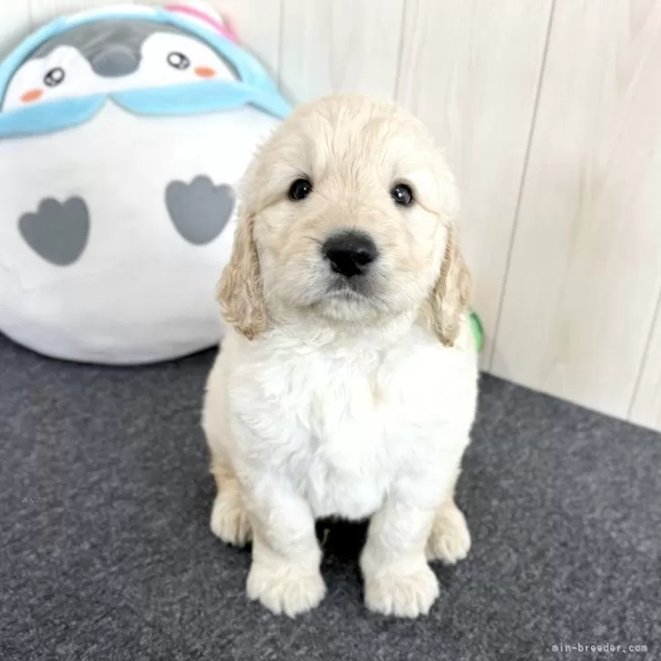 K.M 様のお迎えした子犬