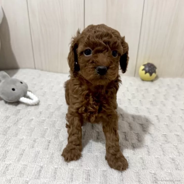 トイプードル(トイ)【千葉県・女の子・2025年10月24日・レッド】の写真1