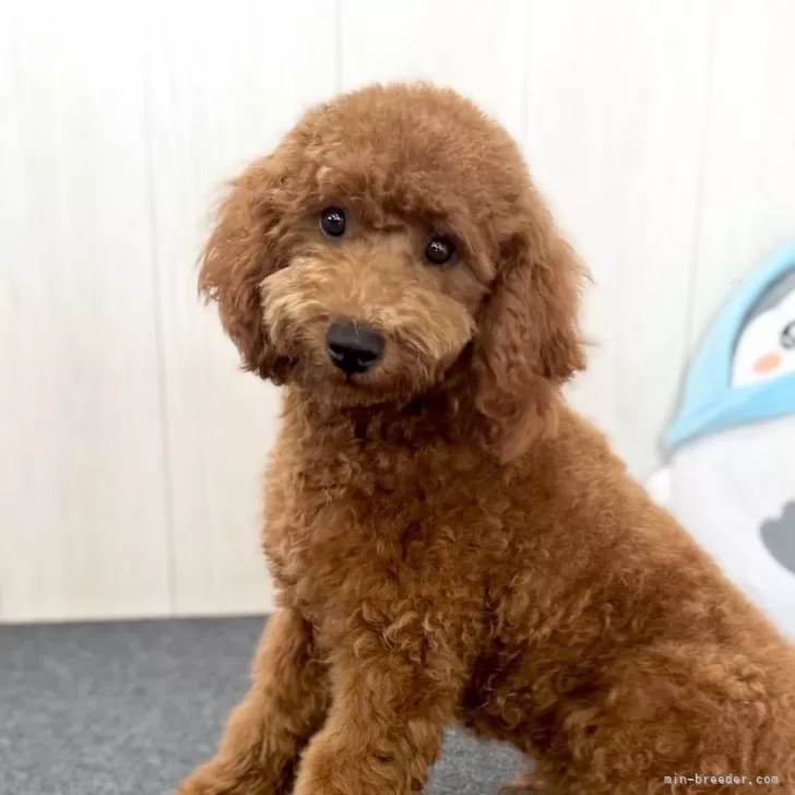 ID：2505-04810の子犬