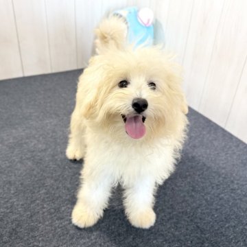 ポメプー(ポメラニアン×トイプードル)【千葉県・女の子・2025年3月28日・クリーム】の写真「☆9月26日更新ポメプーの女の子☆」