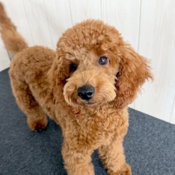 トイプードル(トイ)【千葉県・女の子・2025年4月8日・レッド】の写真「☆9月2日更新☆大きいサイズの女の子♪♪」