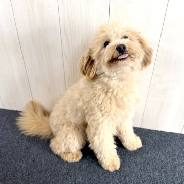 ポメプー(ポメラニアン×トイプードル)【千葉県・男の子・2024年10月15日・クリーム】の写真「☆11月21日更新、表情豊かなポメプーの男の子☆」