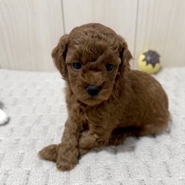 トイプードル(トイ)【千葉県・女の子・2025年10月24日・レッド】の写真「☆11月22日更新☆甘えん坊な女の子♪♪」