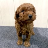 トイプードル(トイ)