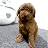 トイプードル(トイ)