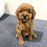 トイプードル(トイ)