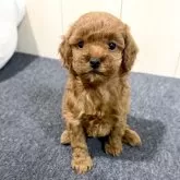 トイプードル(トイ)