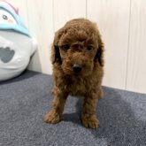 トイプードル(トイ)