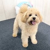 ポメプー(ポメラニアン×トイプードル)