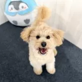 ポメプー(ポメラニアン×トイプードル)【千葉県・男の子・2024年10月15日・クリーム】の写真2