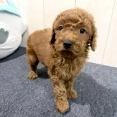 トイプードル(トイ)【千葉県・男の子・2025年10月24日・レッド】の写真3