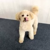 ポメプー(ポメラニアン×トイプードル)【千葉県・男の子・2024年10月15日・クリーム】の写真4