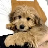 ポメプー(ポメラニアン×トイプードル)【千葉県・女の子・2025年12月21日・クリーム】の写真4