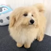 ポメプー(ポメラニアン×トイプードル)【千葉県・男の子・2025年3月28日・クリーム】の写真6