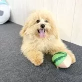 ポメプー(ポメラニアン×トイプードル)【千葉県・男の子・2024年10月15日・クリーム】の写真9