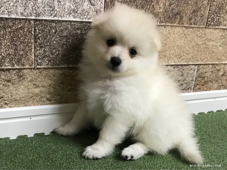 ID：1908-01879の子犬