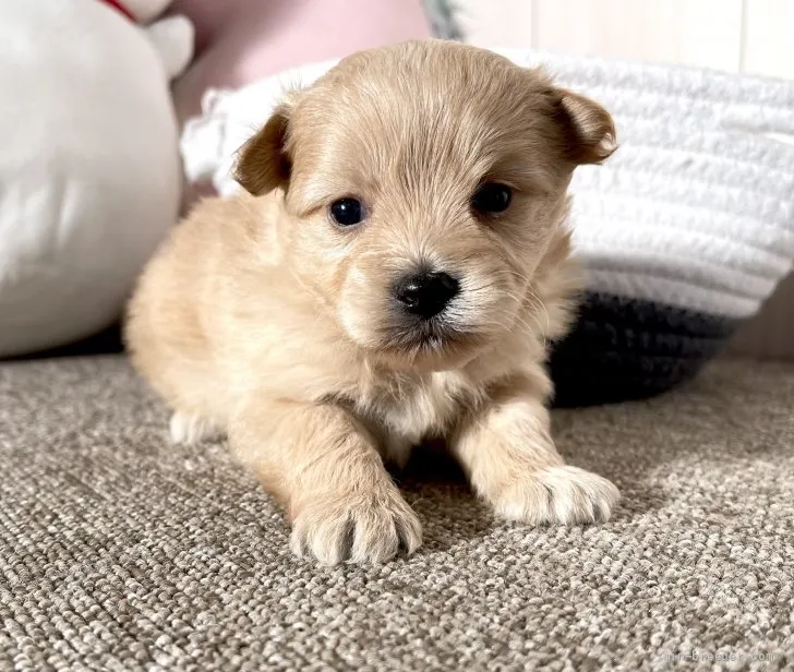 ID:2112-00643の子犬