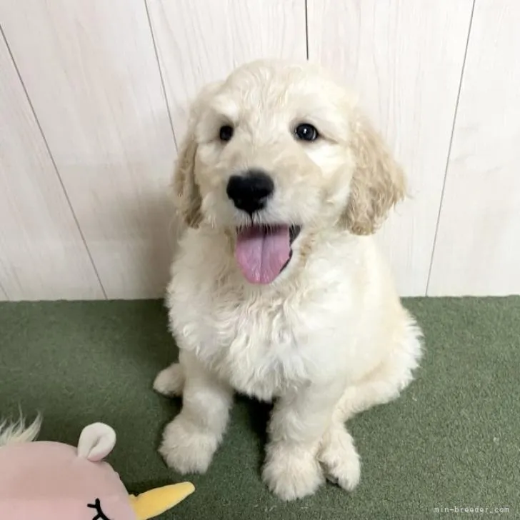ID：2207-00385の子犬