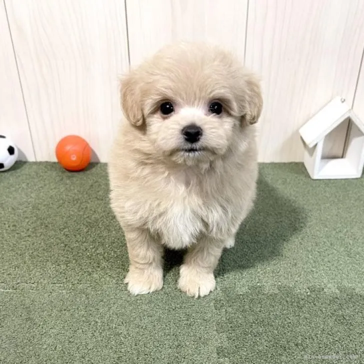 ID：2211-00546の子犬