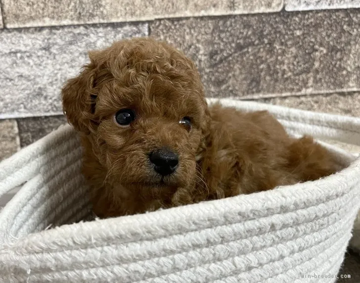 ID：2106-01840の子犬