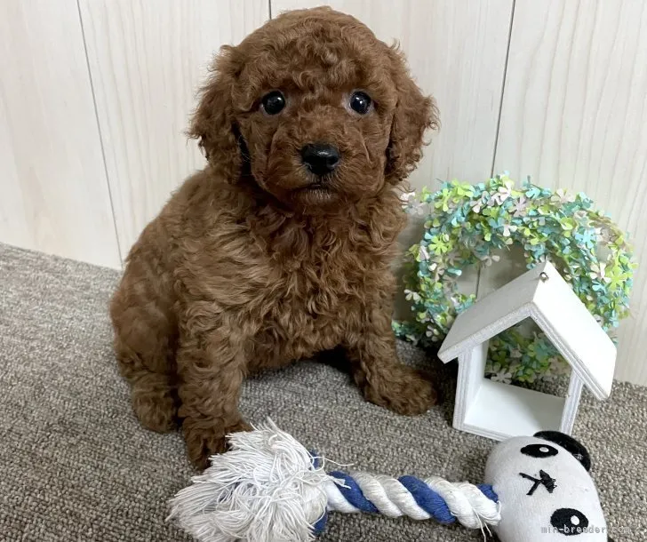 ID:2202-03114の子犬