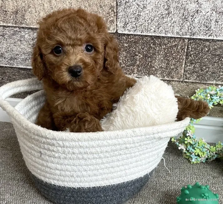 ID：2106-03292の子犬