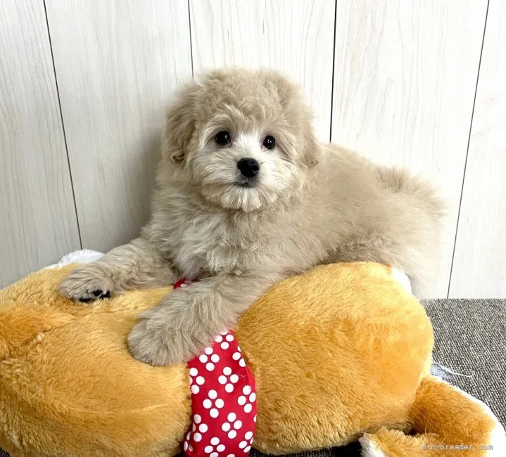 ID:2203-03408の子犬