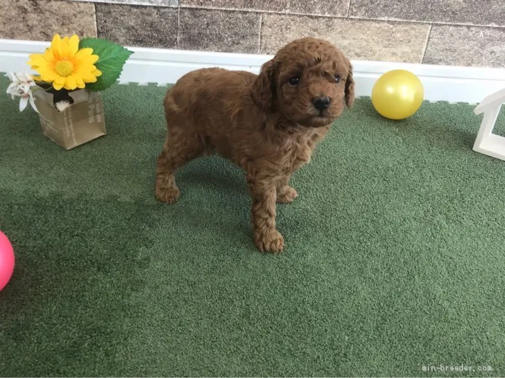 ID：1910-02791の子犬