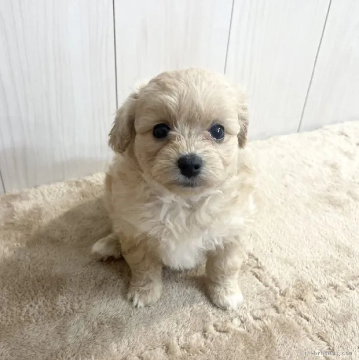 ID：2304-04185の子犬