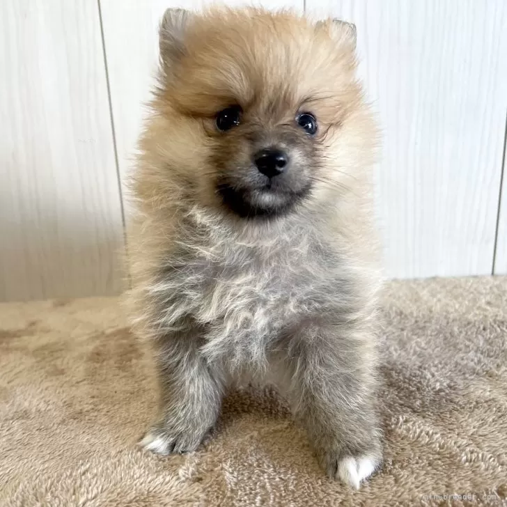 ID：2406-01689の子犬