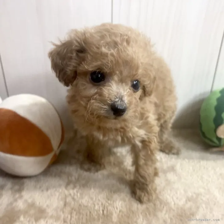 ID：2304-04197の子犬