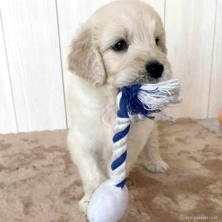 ID:2207-00388の子犬