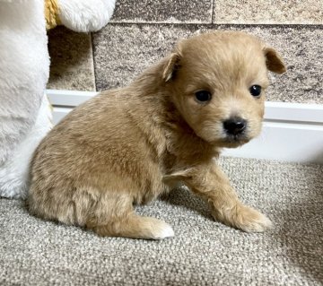 母ポメラニアン×父トイ・プードル【千葉県・男の子・2021年2月19日・クリーム】の写真「☆3月27日更新☆クリームカラーの男の子☆」