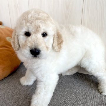 ☆ゴールデンドゥードル☆(ドゥードル×スタンプー)【千葉県・女の子・2023年4月13日・クリーム】の写真「☆6月16日更新☆ゴールデンドゥードル♪」