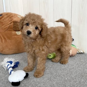 トイプードル(トイ)【千葉県・男の子・2023年3月23日・レッド】の写真「☆6月1日更新☆レッドカラーの男の子♪♪」