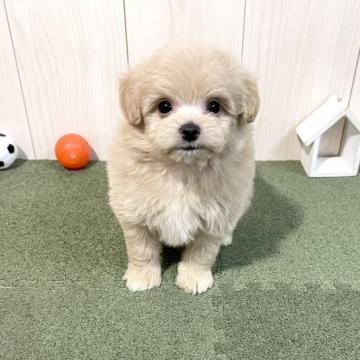 ミックス(母トイ・プードル×父ポメラニアン)【千葉県・女の子・2022年10月11日・クリーム】の写真「☆11月23日更新ポメプーの女の子☆」