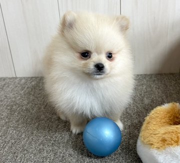 ポメラニアン【千葉県・女の子・2022年3月20日・クリーム】の写真「☆5月17日更新☆両親遺伝子検査クリア」