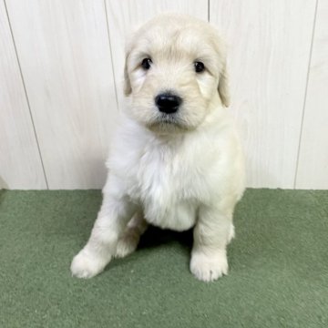 ☆ゴールデンドゥードル☆(ゴールデン×スタンプー)【千葉県・女の子・2023年1月6日・クリーム】の写真「☆2月28日更新☆ゴールデンドゥードル♪」