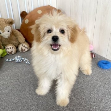 ミックス(母ポメラニアン×父トイ・プードル)【千葉県・女の子・2022年10月4日・クリーム】の写真「☆2月21日更新ポメプーの女の子☆」