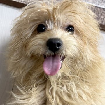 ミックス(母ポメラニアン×父トイ・プードル)【千葉県・女の子・2022年10月4日・クリーム】の写真「☆4月22日更新ポメプーの女の子☆」