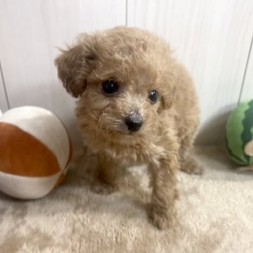 トイプードル(ティーカップ)【千葉県・女の子・2023年3月23日・アプリコット】の写真「☆5月12日更新☆アプリコットの女の子♪」