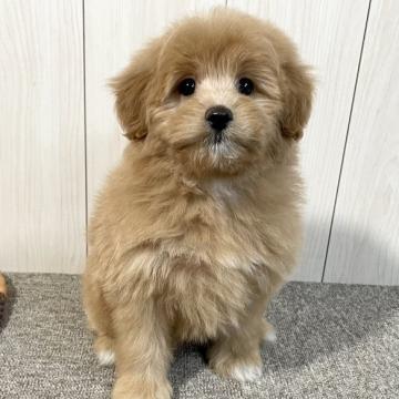 ミックス(母トイ・プードル×父ポメラニアン)【千葉県・女の子・2022年10月5日・クリーム】の写真「☆12月24日更新・大きめポメプーの女の子☆」