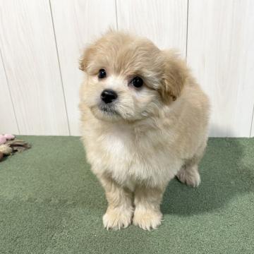 ミックス(母ポメラニアン×父トイ・プードル)【千葉県・男の子・2022年10月4日・クリーム】の写真「☆11月28日更新ポメプーの男の子☆」